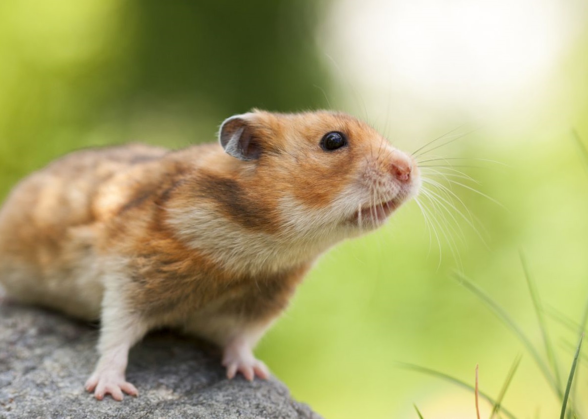 Syrian hamster - photo and description of the species