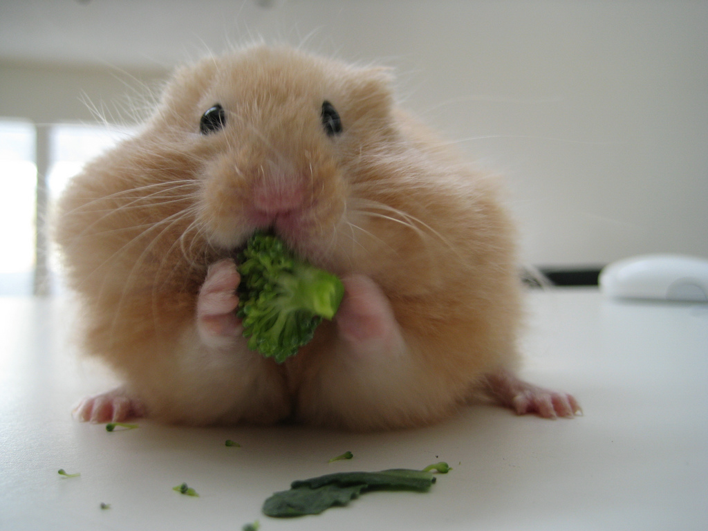 Syrian hamster - photo and description of the species