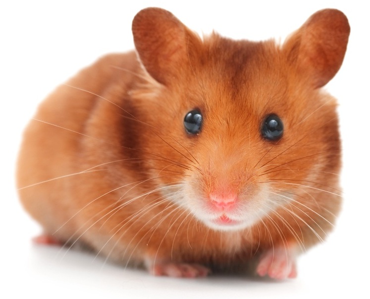 Syrian hamster - photo and description of the species