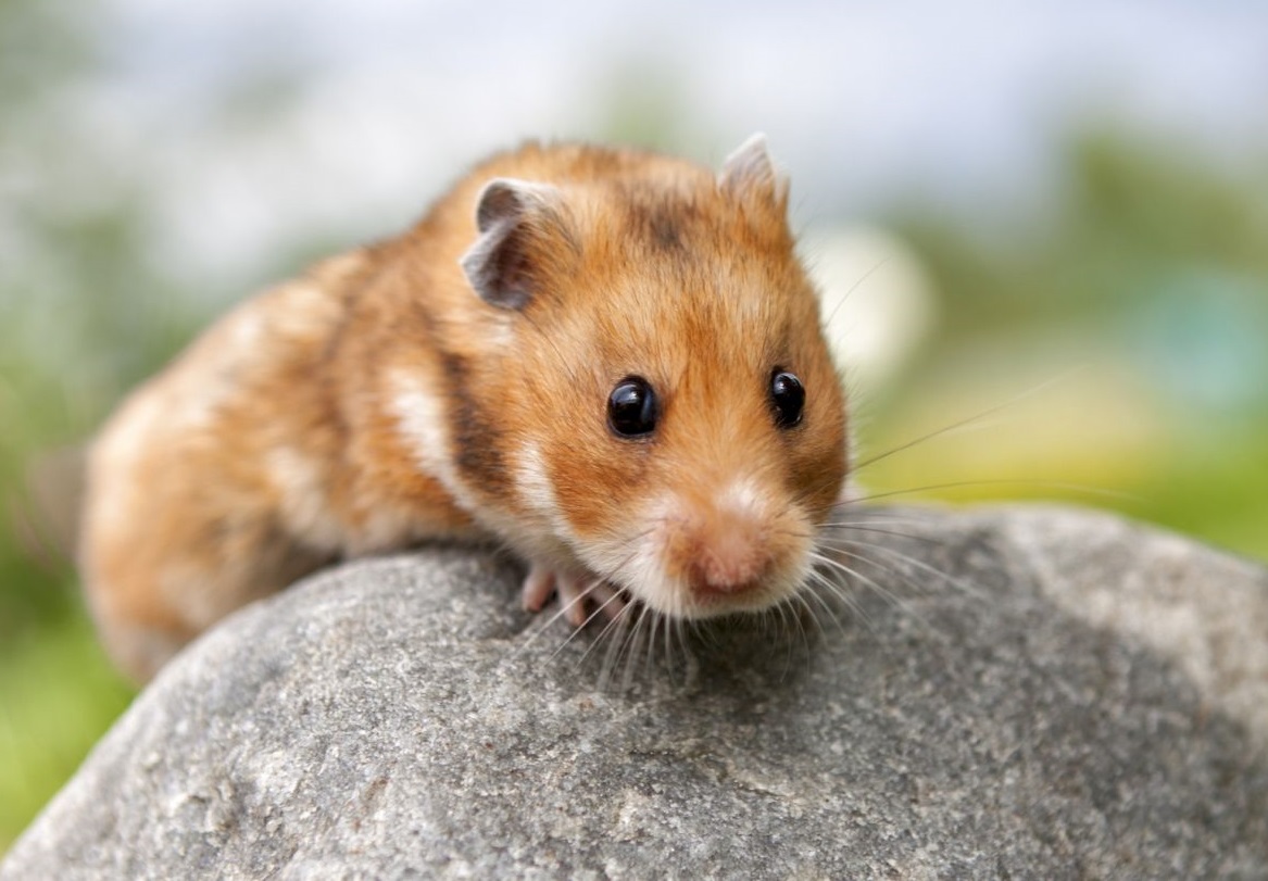 Syrian hamster - photo and description of the species