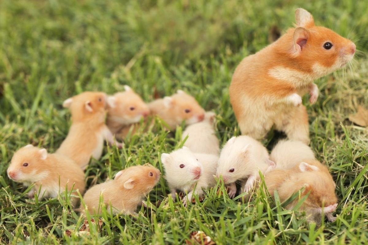 Syrian hamster - photo and description of the species