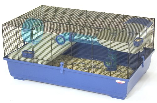 Syrian hamster - photo and description of the species