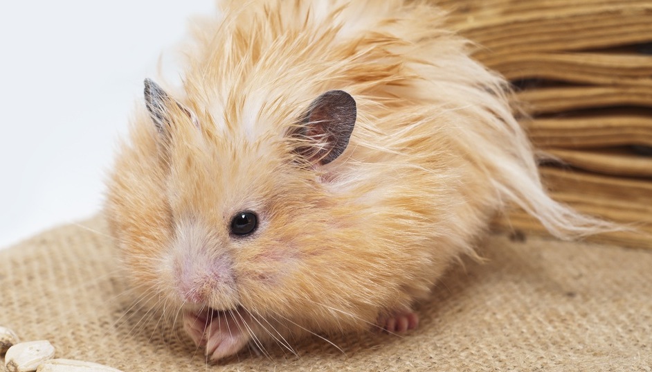 Syrian hamster - photo and description of the species