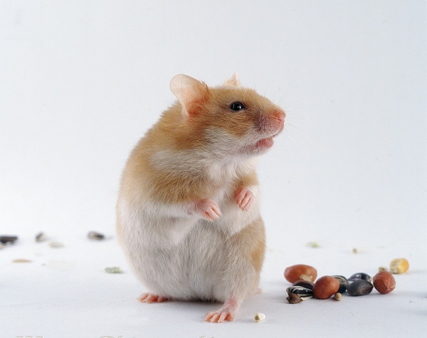 Syrian hamster - photo and description of the species