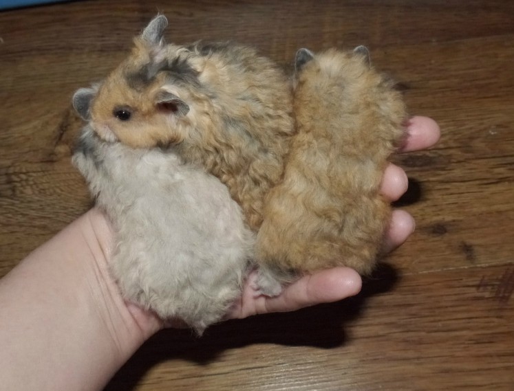 Syrian hamster - photo and description of the species