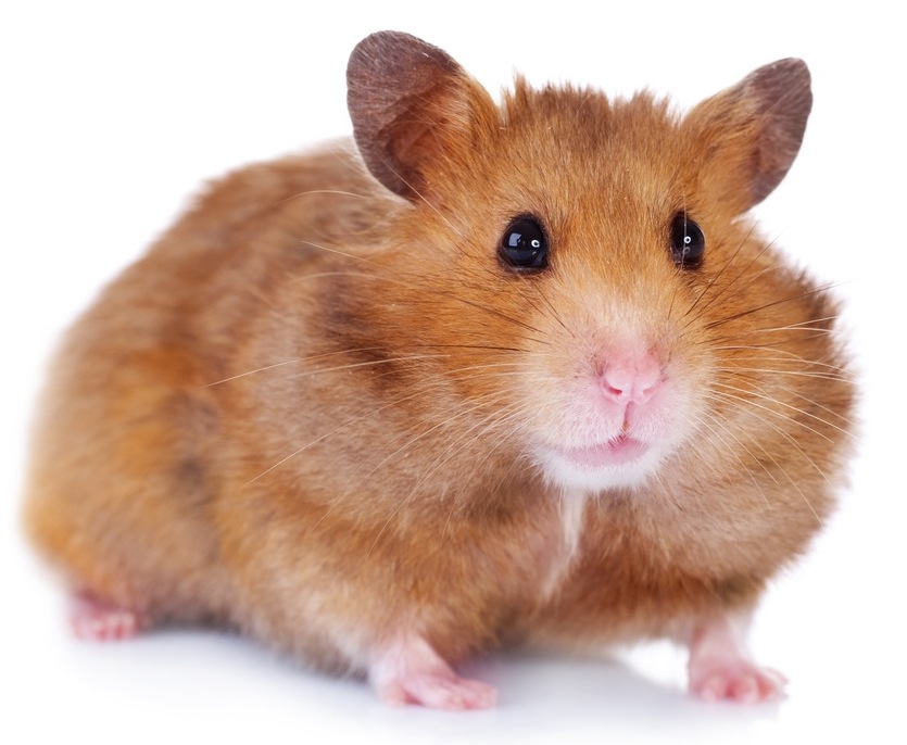 Syrian hamster - photo and description of the species