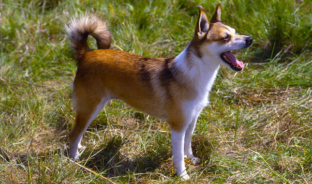 Scandinavian dog breeds