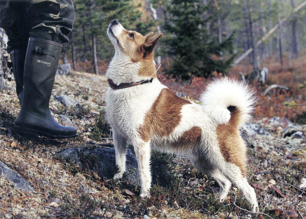 Scandinavian dog breeds
