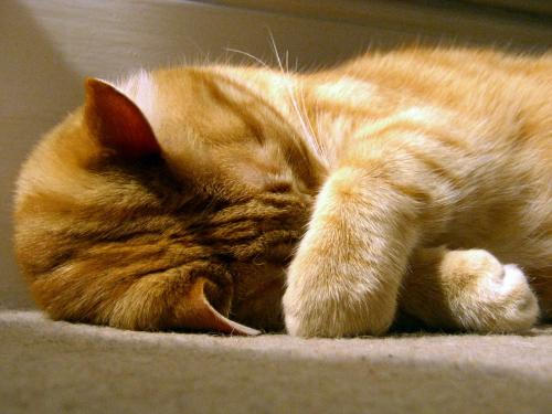 How many hours do cats sleep per day?