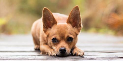 How old are Chihuahuas?