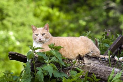 How old cats live - duration life and how to increase it