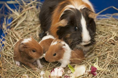 How old are guinea pigs at home? conditions?
