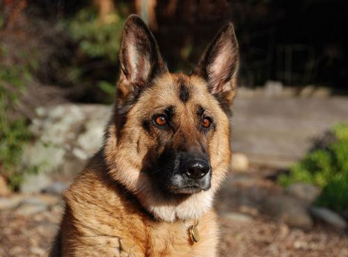 How old are German shepherds