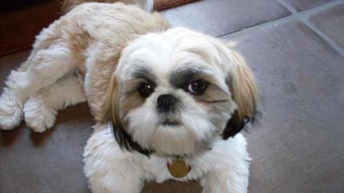 How many years have Shih Tzu been living?