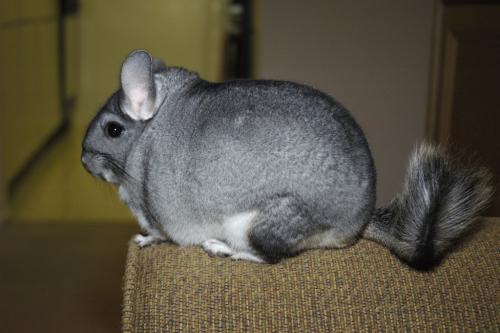 How old are chinchillas?
