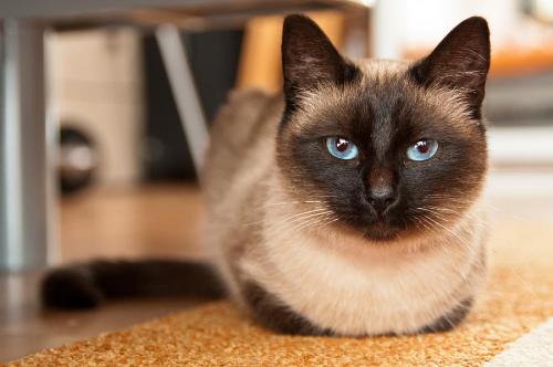 How old are Siamese cats?