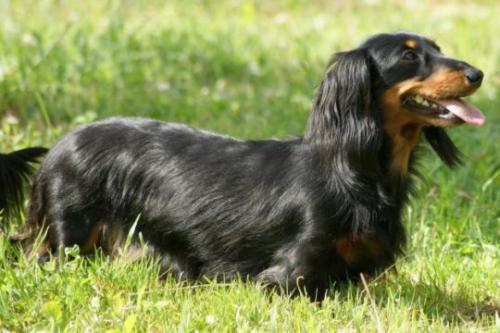 How old are dachshunds?