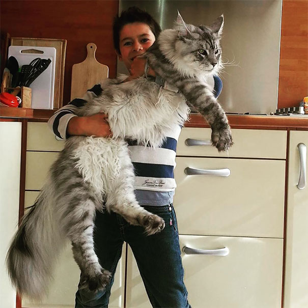 How much Maine Coons weigh: monthly weight