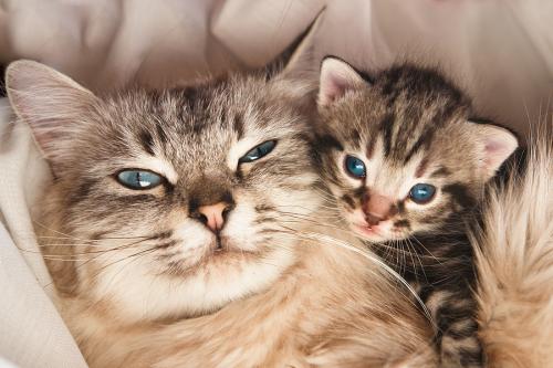 How long does the cat carry kittens