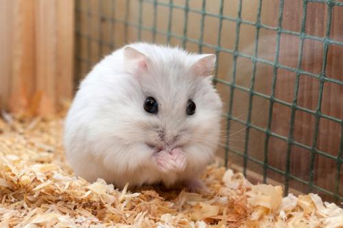 How many hamsters live at home: Dzungarian, Syrian, Roborovsky hamster, etc.