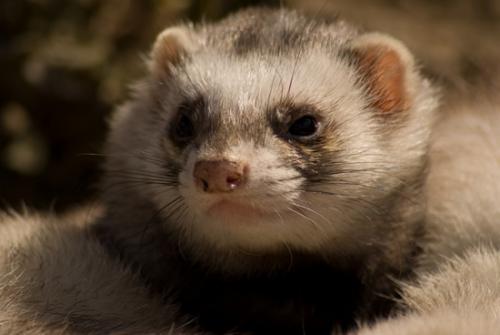 How many ferrets live?