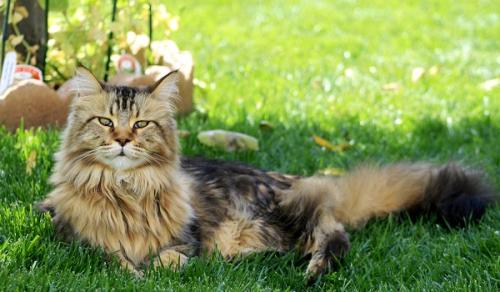 How Maine Coon cats live