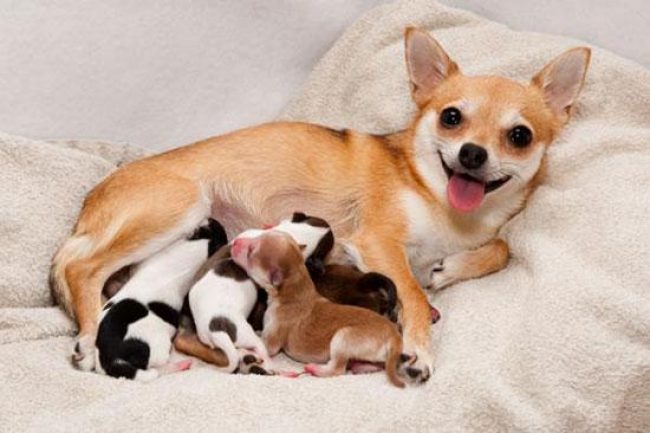 How long does a dog’s pregnancy last?