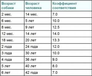 calculating the age of the dog