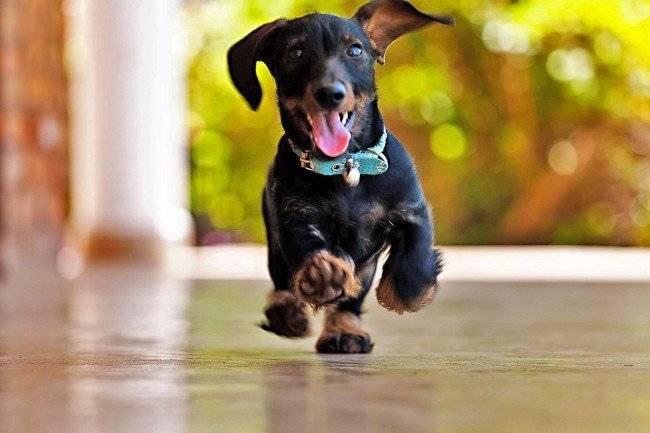 what factors affect the life expectancy of dogs