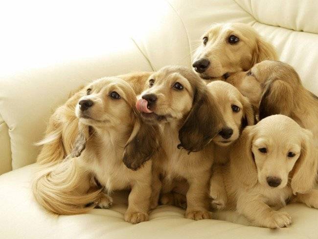 life expectancy of thoroughbred dogs