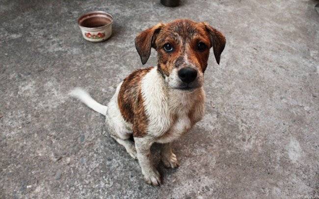 How old are the mutts?