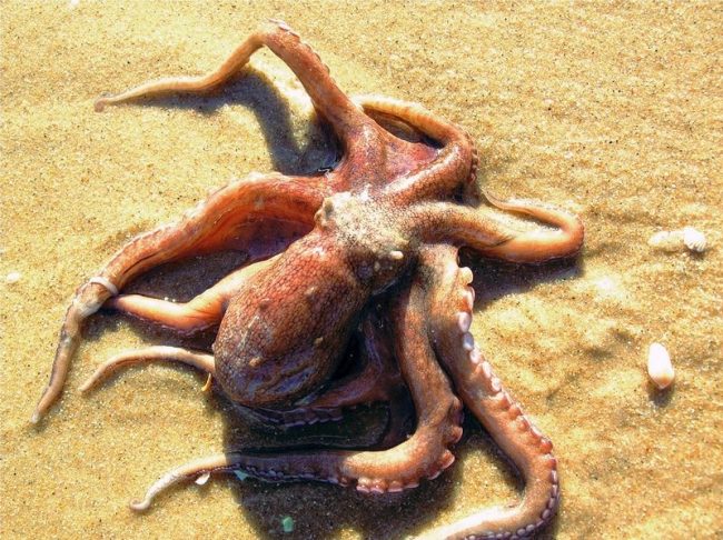 The majestic inhabitant of the open spaces, small and large, the octopus is still a mystery to people. A spherical body, long tentacle arms, a nose-beak and the highest intelligence have combined in one animal and turned him into a hero of Hollywood thrillers.