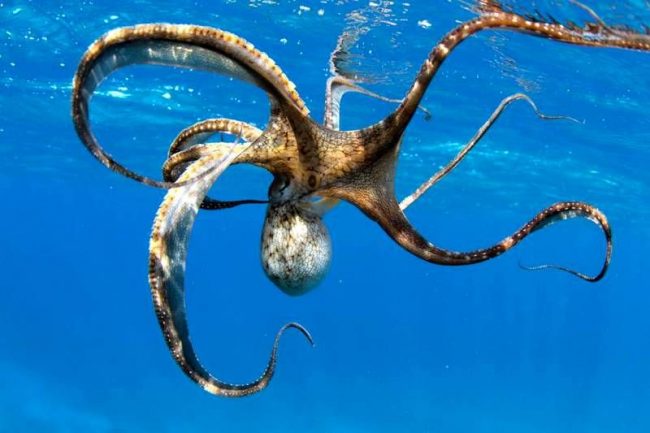 For breeding in males, one tentacle was modified into a copulate organ. The mating dance of animals resembles friendly shakes of tentacles. A male octopus holds a female for them, fertilizing it.