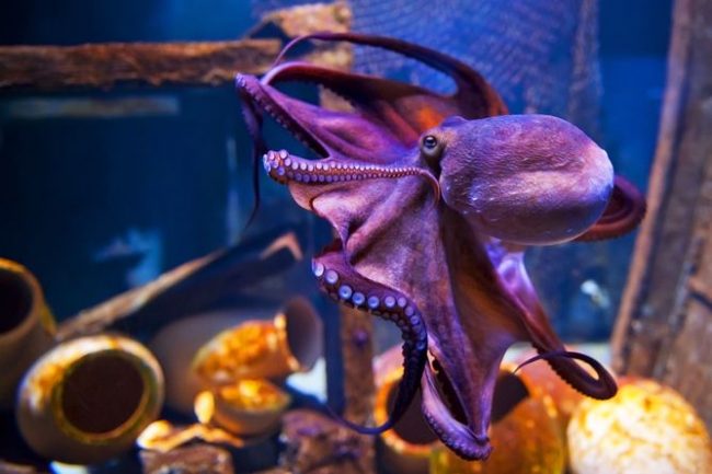 Of course, the octopus inspires respect and a share of fear, but the myths dispelled by science about the bloodthirstiness of the animal brought him to the page of children's books and cartoons. In them he is funny and funny.