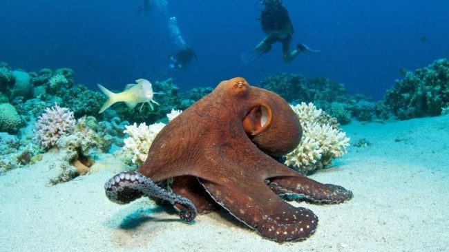 When calm, the octopus is brown. However, there are pigments in the skin cells that help the mollusk quickly change color.