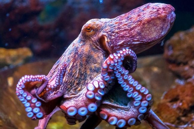 The octopus is medium in size. The standard length for males is 1.3 meters, for females - 1.2 meters. It is measured taking into account the tentacles, but the body of a mollusk can be 30 to 50 cm long. Weight reaches 10 kg, but most  copies weigh from 5 to 7 kg 