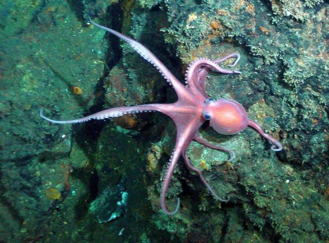 For a quiet life, he needs rocky shores, where he can arrange a refuge in one of the natural caves. Without a skeleton, an octopus easily enters any hollow niches and crevices, hiding from predators and resting in them during the day.