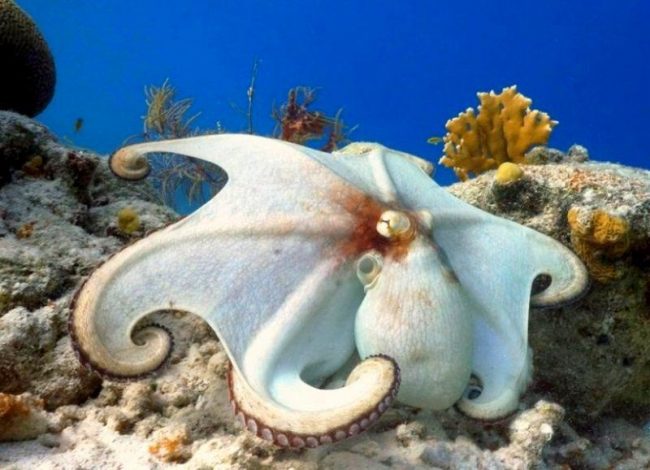 To get food, the octopus learned to disguise itself well. Having seen a potential victim, it merges with the situation. When the prey is close to the throw distance, the octopus pounces on it and releases poison, paralyzing the game.