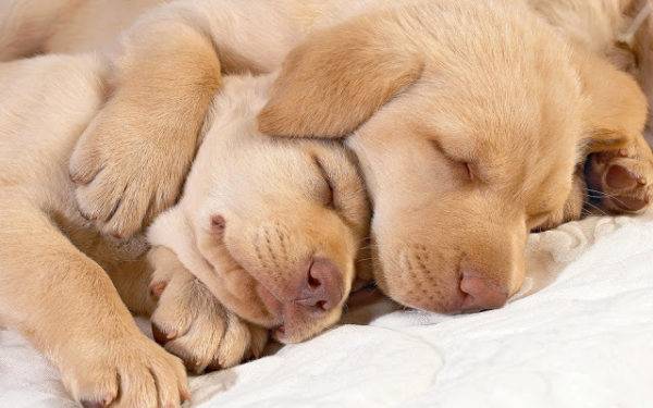 How many dogs sleep per day