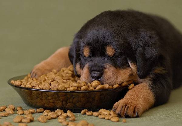 How much dry food to give a dog