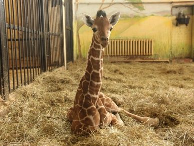The mysterious death of a giraffe named Safari at the Belgorod Zoo