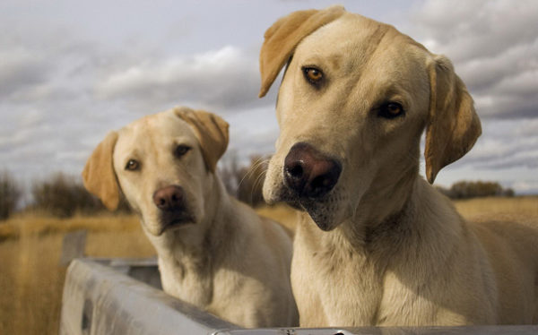 Complex (double) nicknames for dogs read the article