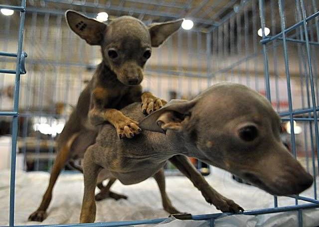 The case of dogs. How is the mating of dogs
