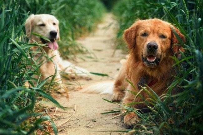 Place for breeding dogs