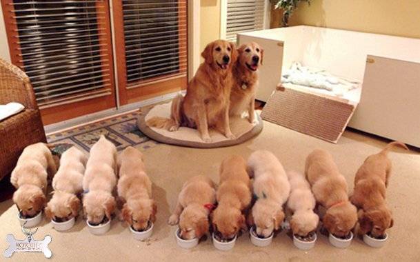 Stages of breeding dogs