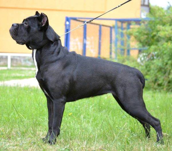 Cane Corso Italiano