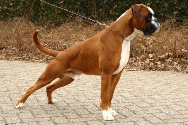 German boxer
