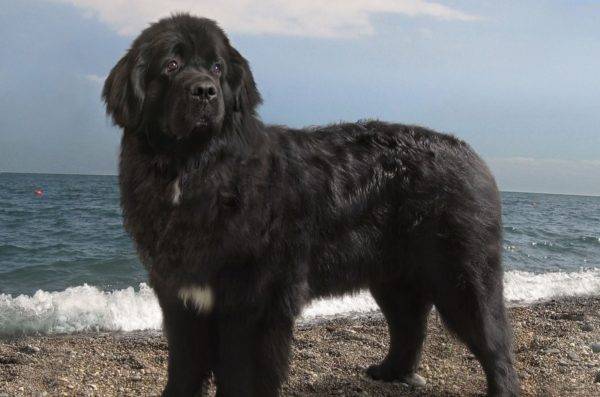 Newfoundland