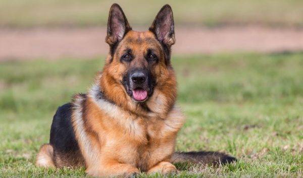 German shepherd lies