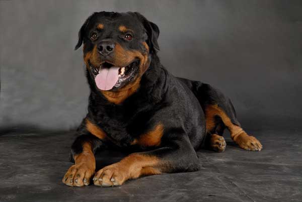 Rottweiler lies